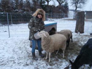 Gabi Zellinger füttert Schafe im Schnee