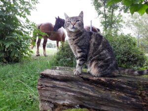 Katze und Pferde auf dem Gnadenhof